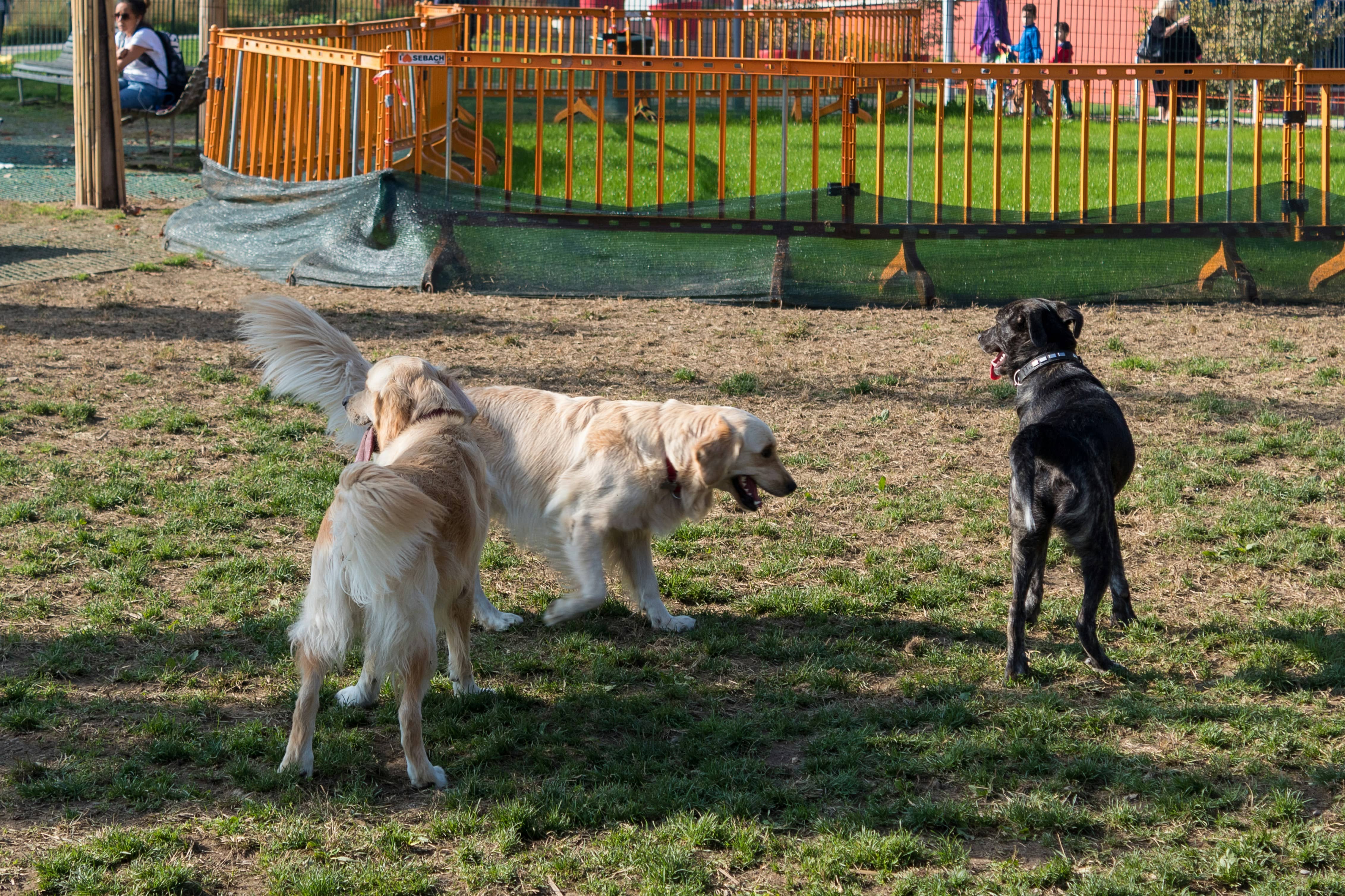 Dog Parks in Chico, CA