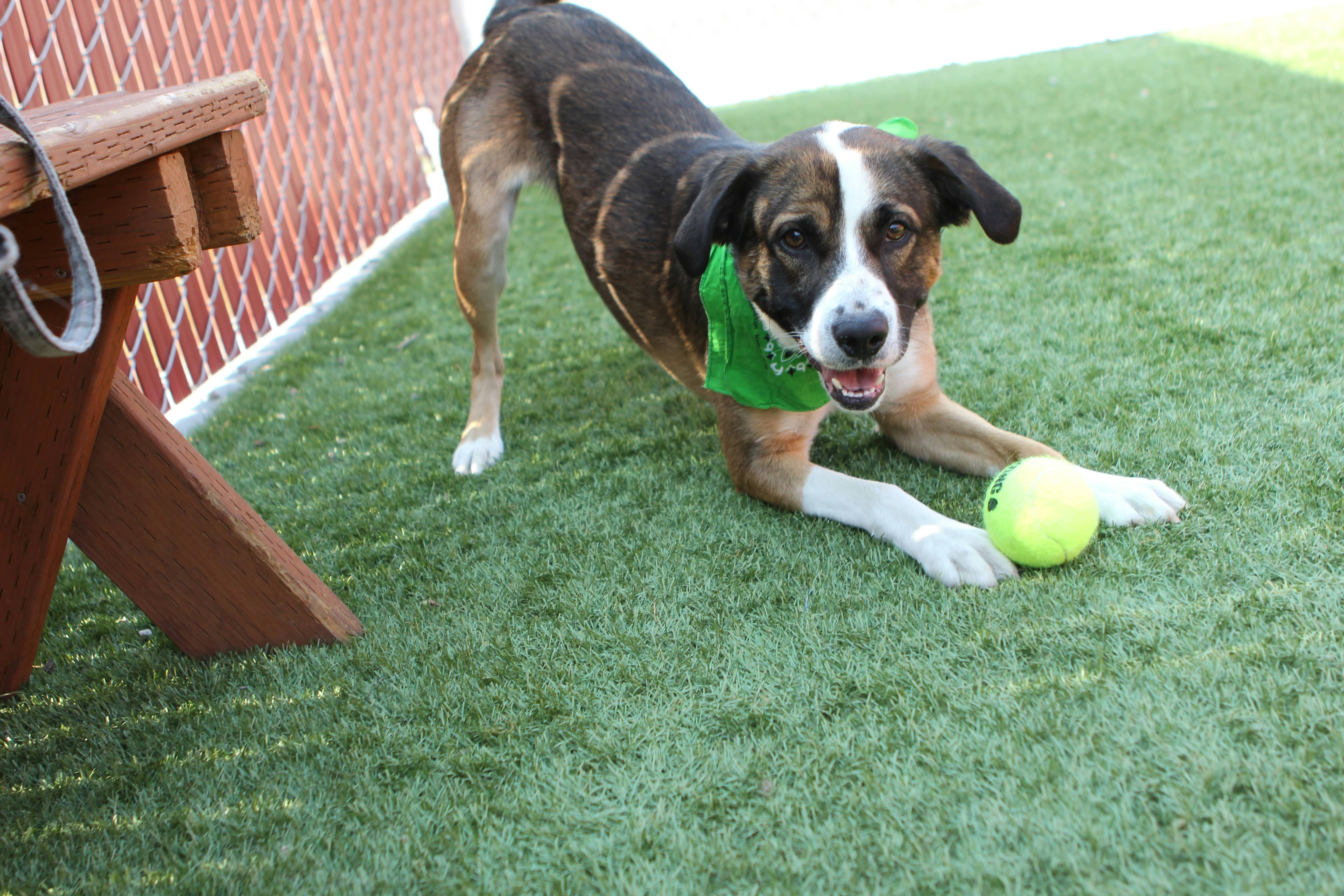 Giving Back: Helping Shelter Dogs Find Homes in Butte County