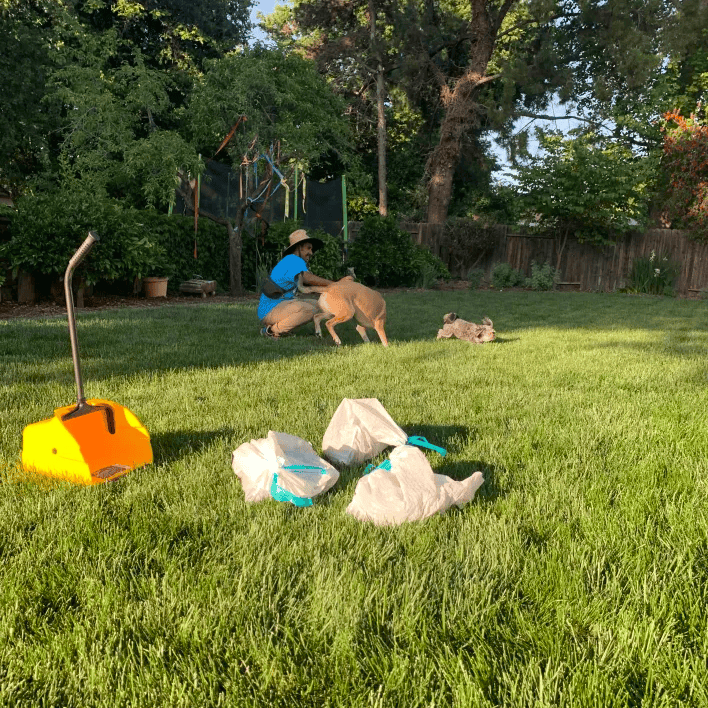 Dog Poop Scooping